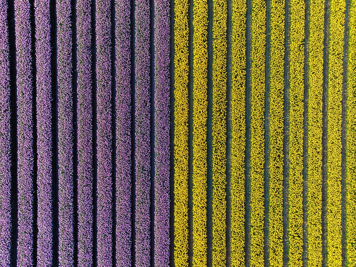 aerial photo of tulip field