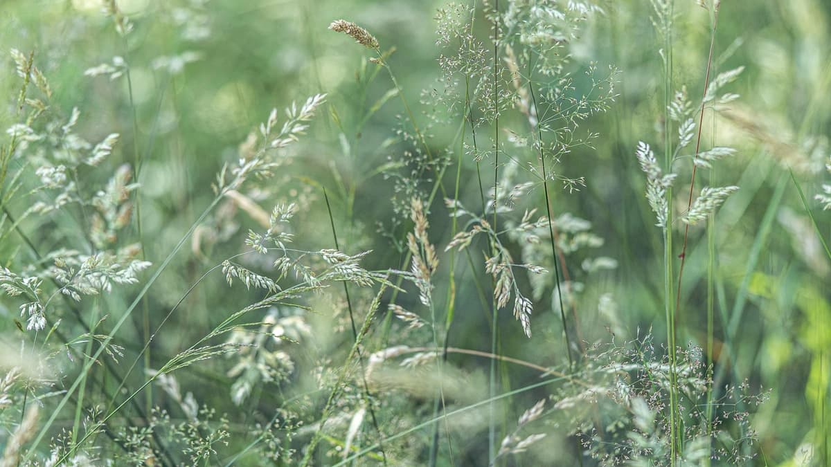 tall green grass