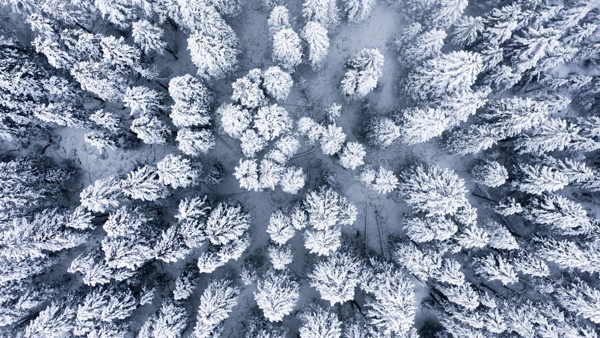 aerial view of snow covered forest