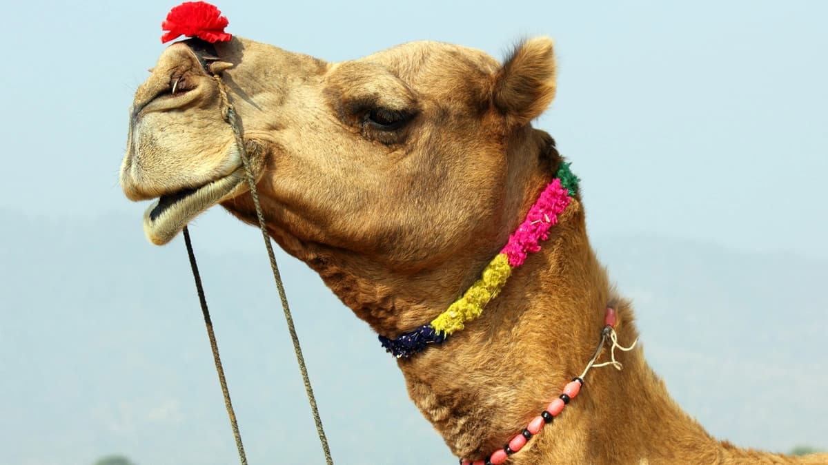 profile of a camel