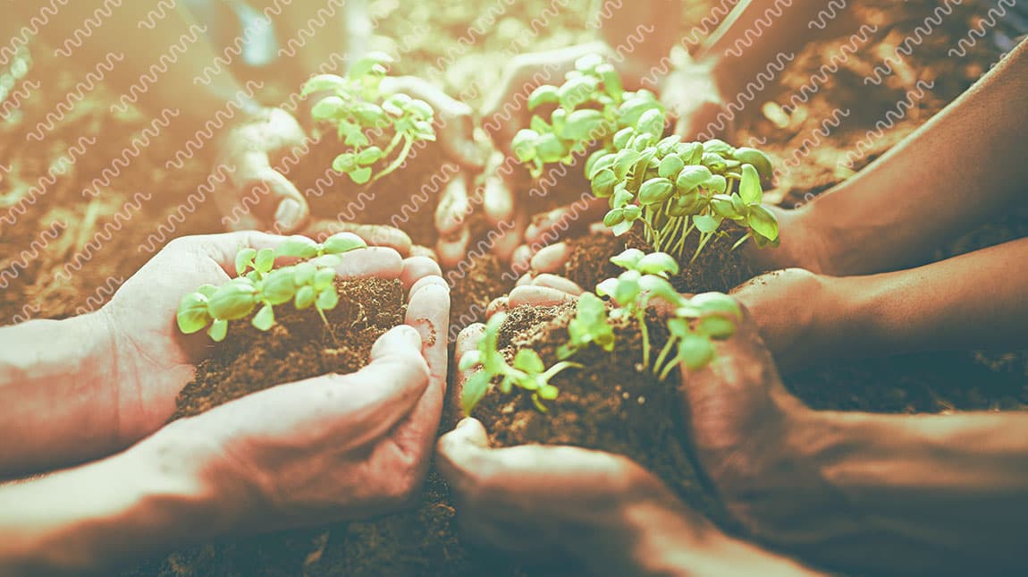 5 personas con plantas germinadas en las manos